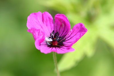 Garsington Anemone, 2009 by Sarah OToole